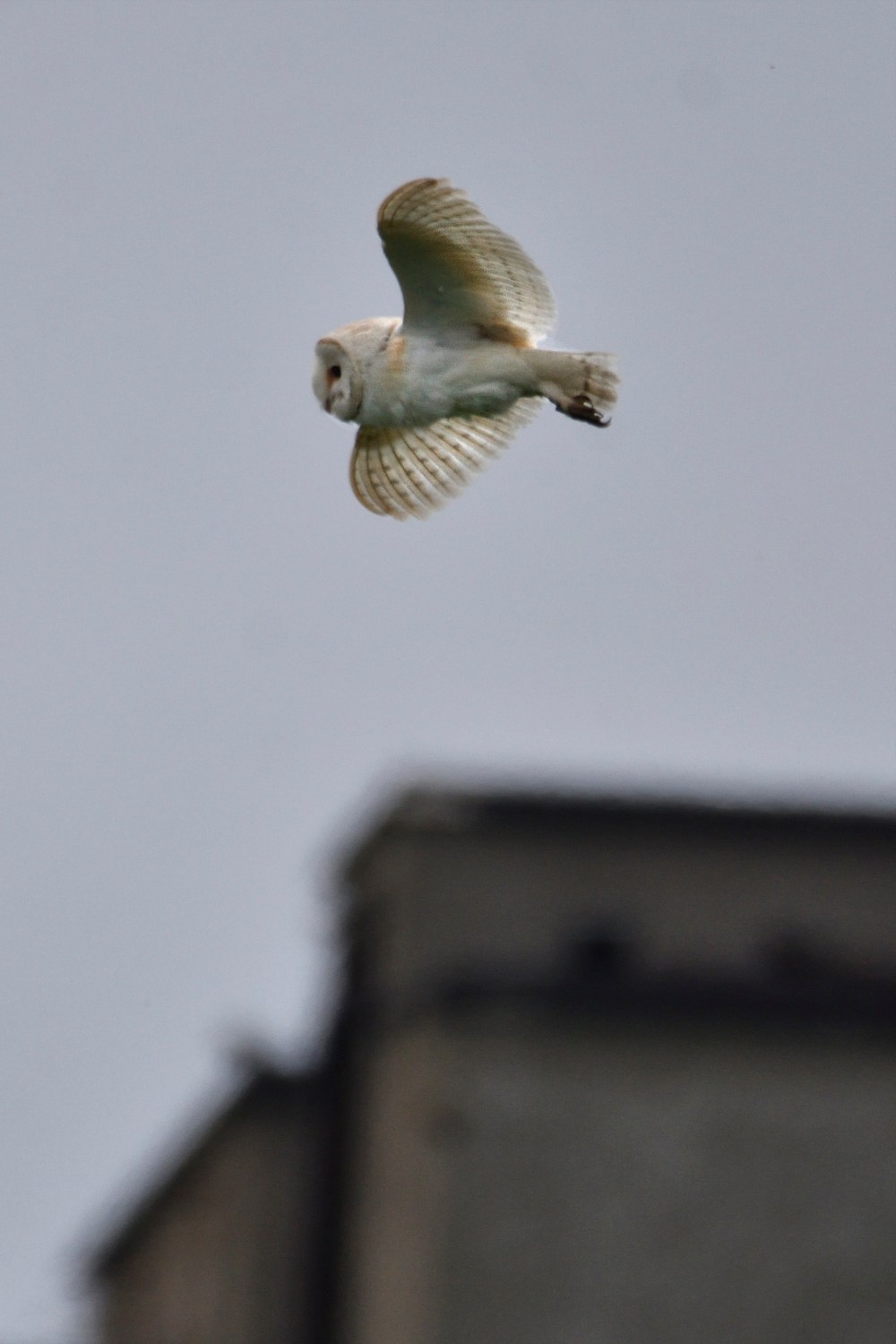barn owl