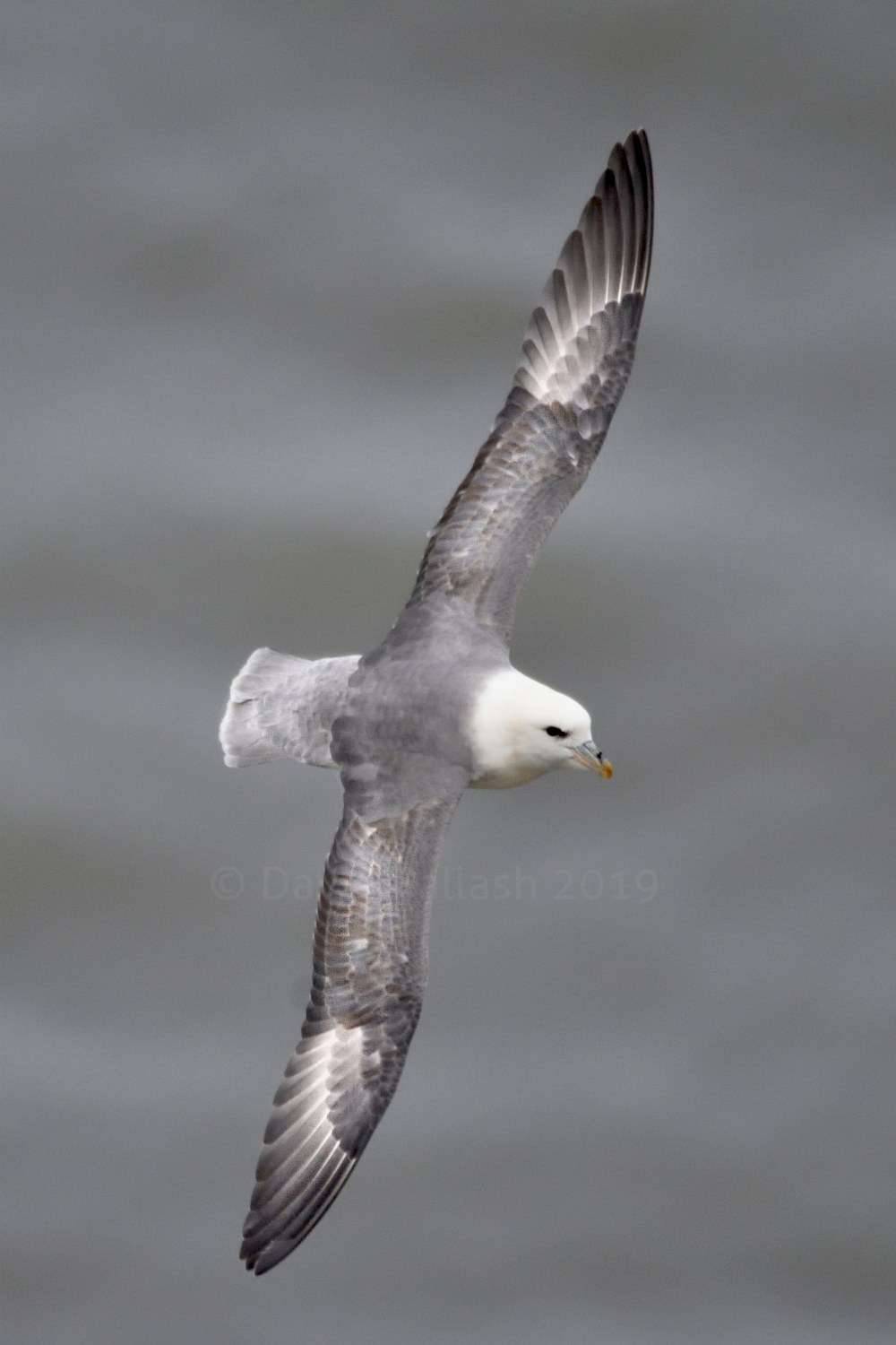 fulmar flight CR