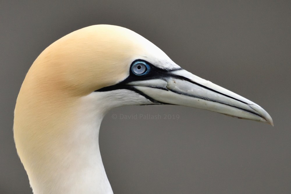 gannet profile CR
