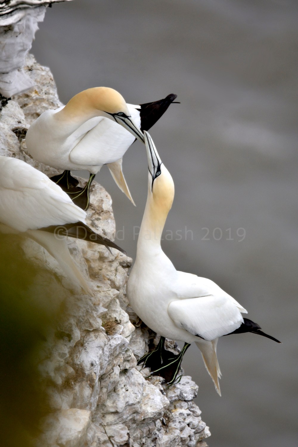 gannets x 2 CR