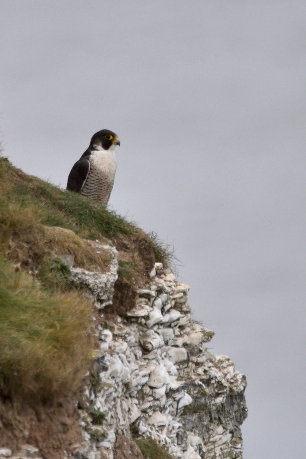 peregrine