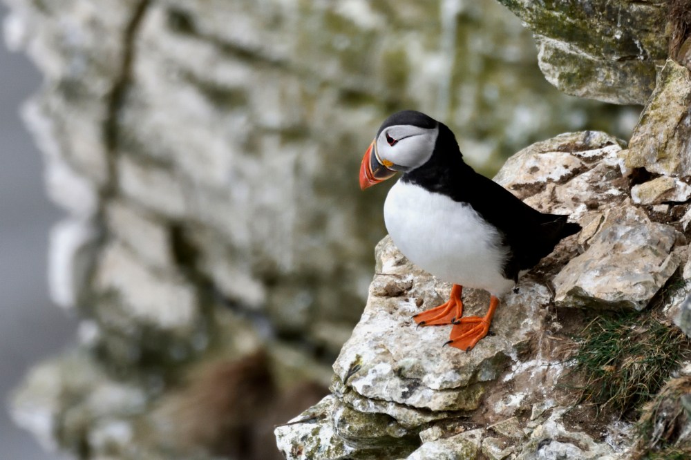Puffin 1
