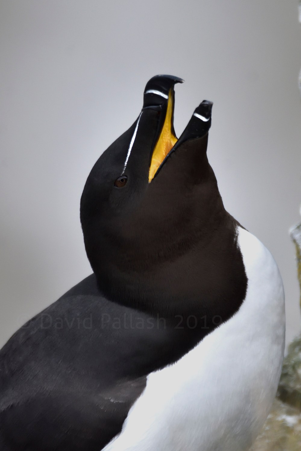 razorbill yawning CR
