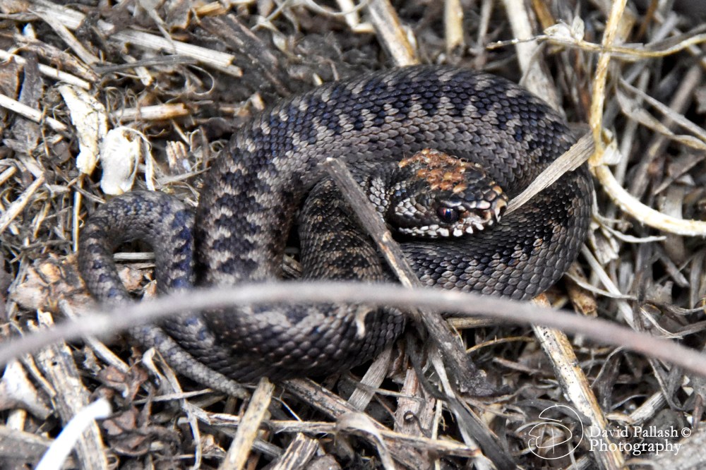 Danbury Amoury AdderS