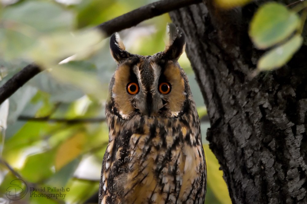 LEO_Headshot_Signature