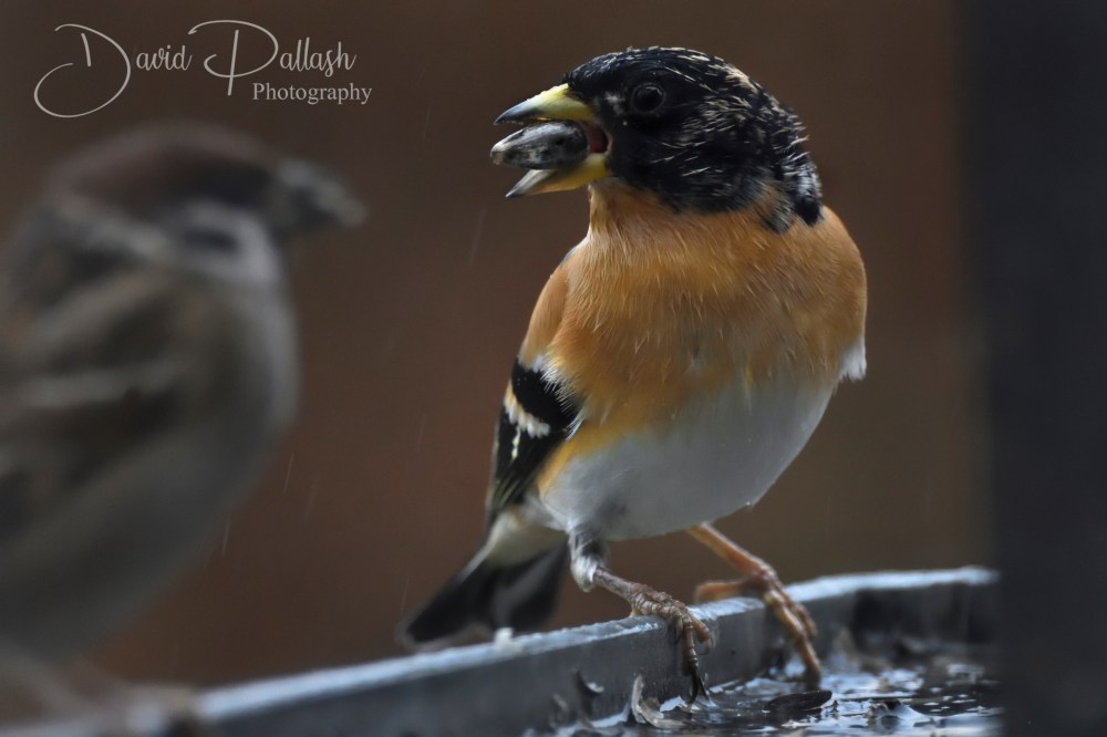 Brambling_Sig