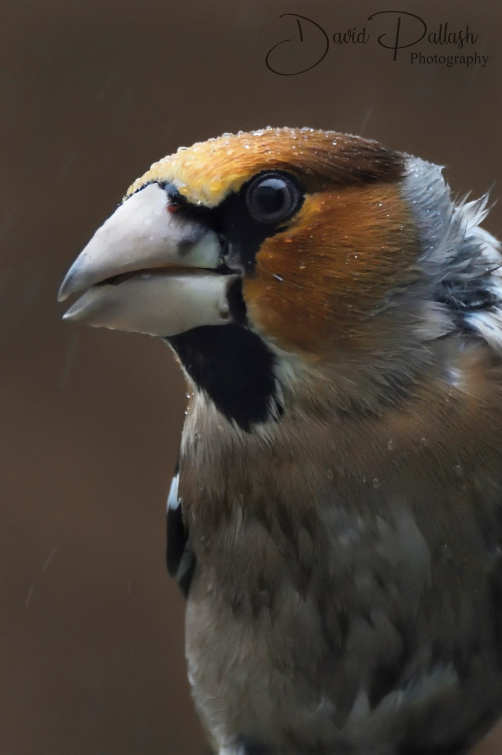 Hawfinch2_Sig