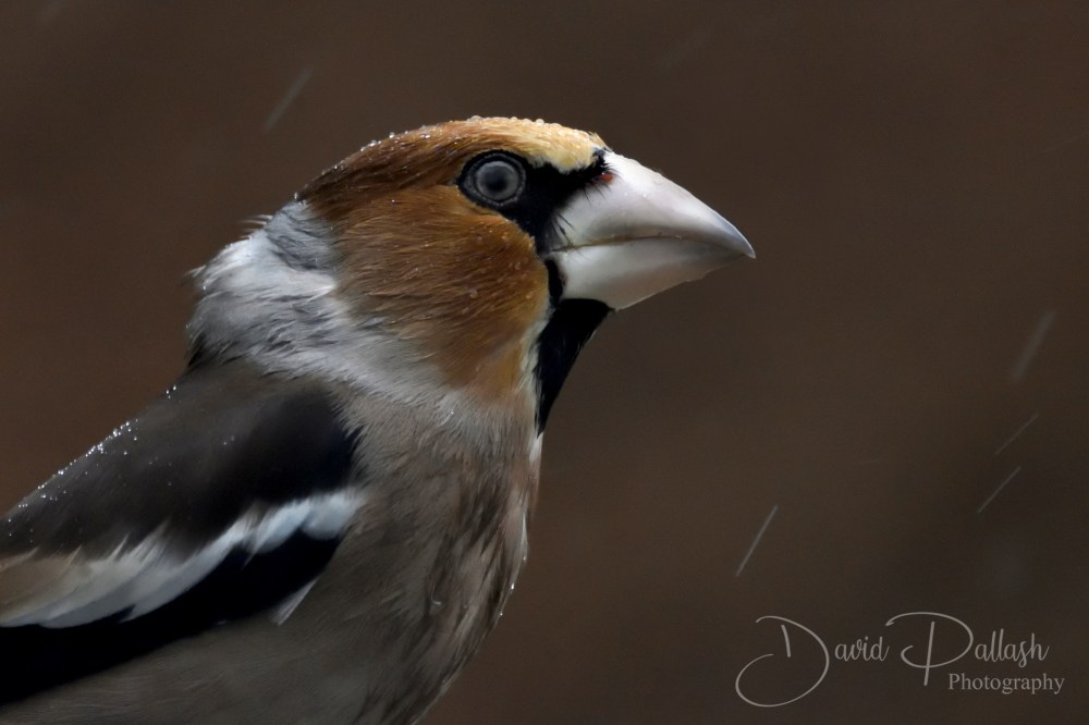 Hawfinch_Sig